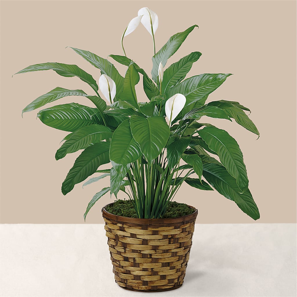 Tranquil Moments Peace Lily Plant – The Rose Boutique, San Antonio TX