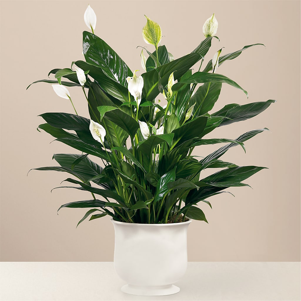Comfort Planter – The Rose Boutique, San Antonio TX