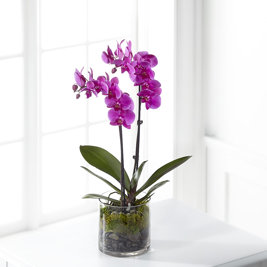 Pink Orchid Plant – The Rose Boutique, San Antonio TX