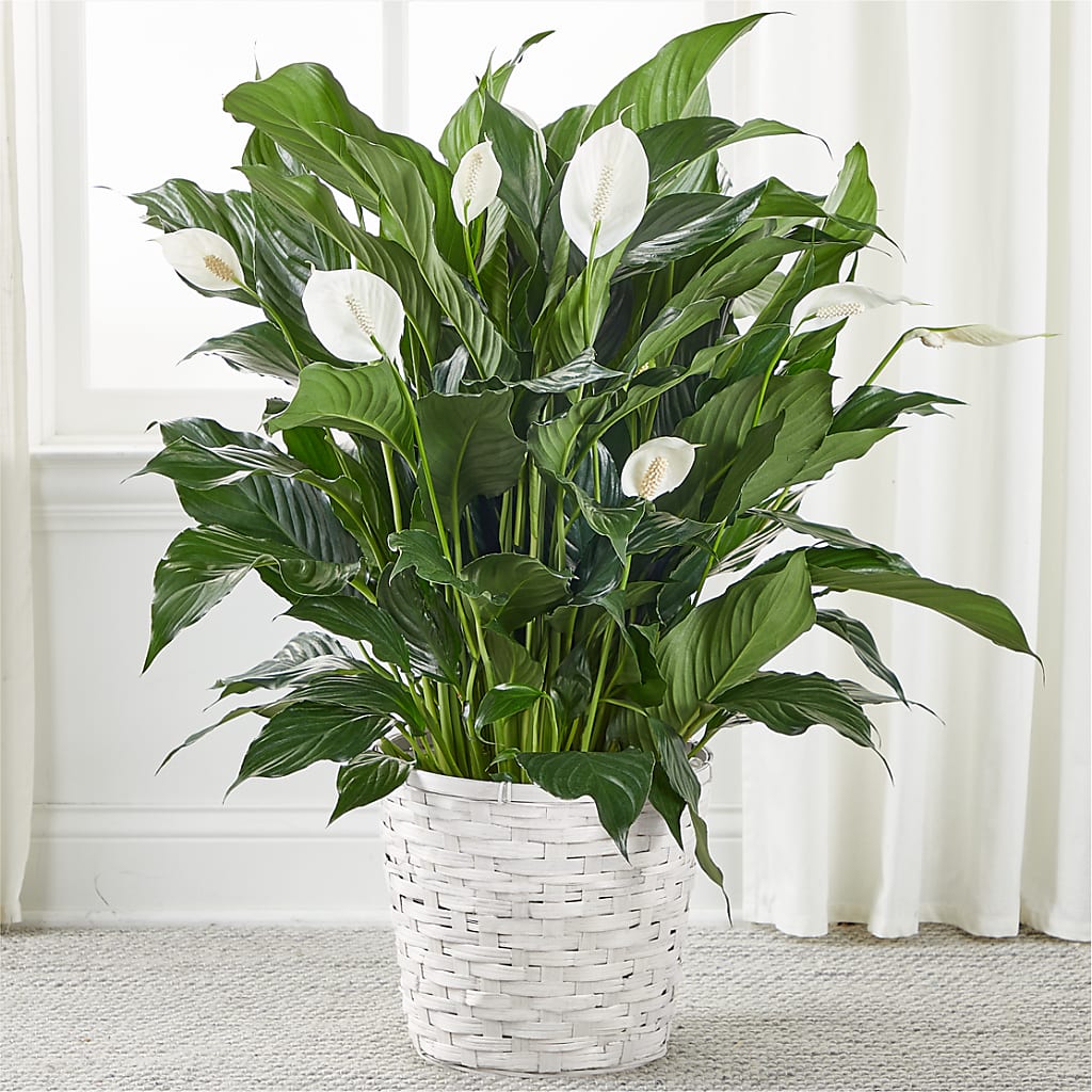 A New Leaf Peace Lily – The Rose Boutique, San Antonio TX