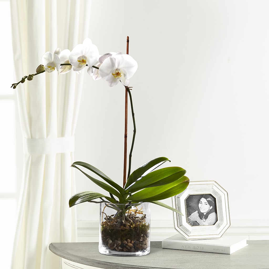 White Orchid Planter – The Rose Boutique, San Antonio TX