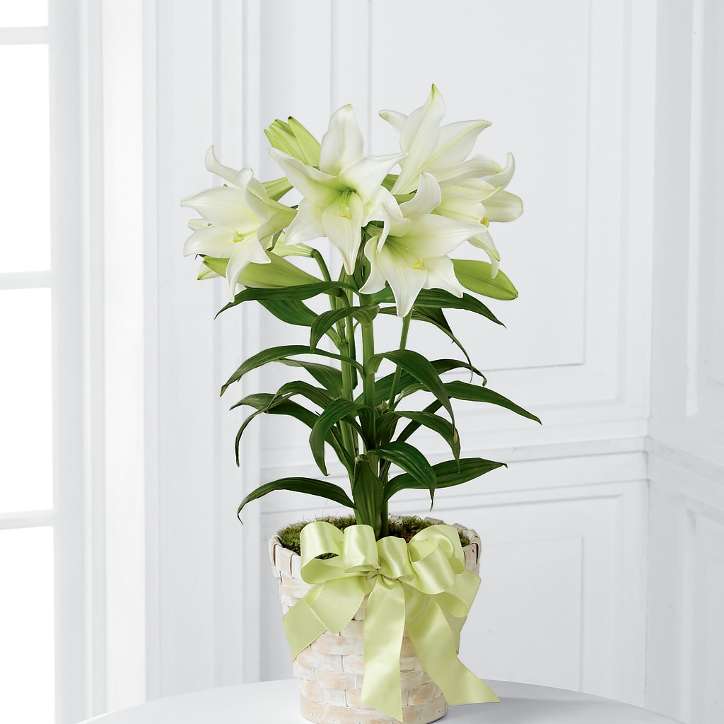 Easter Lily Plant –  The Rose Boutique, San Antonio TX