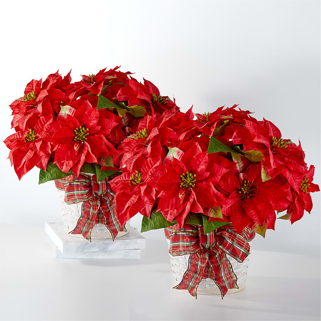 Happiest Holidays Poinsettia Bundle –  The Rose Boutique, San Antonio TX
