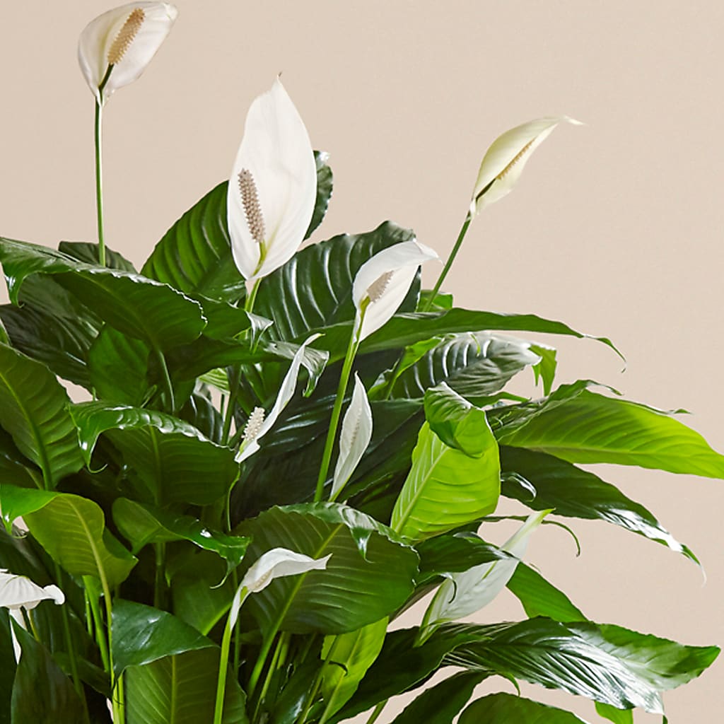 Comfort Planter –  The Rose Boutique, San Antonio TX