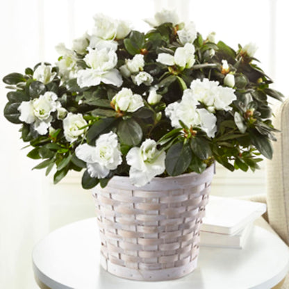 White Azalea Plant –  The Rose Boutique, San Antonio TX
