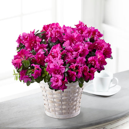 Hope & Serenity Azalea Plant –  The Rose Boutique, San Antonio TX