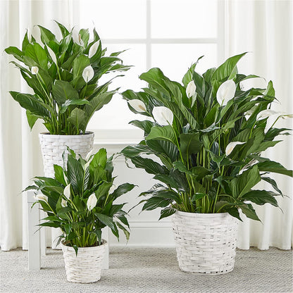 A New Leaf Peace Lily –  The Rose Boutique, San Antonio TX