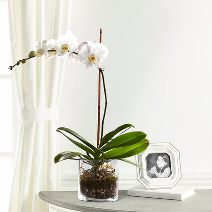 White Orchid Planter –  The Rose Boutique, San Antonio TX