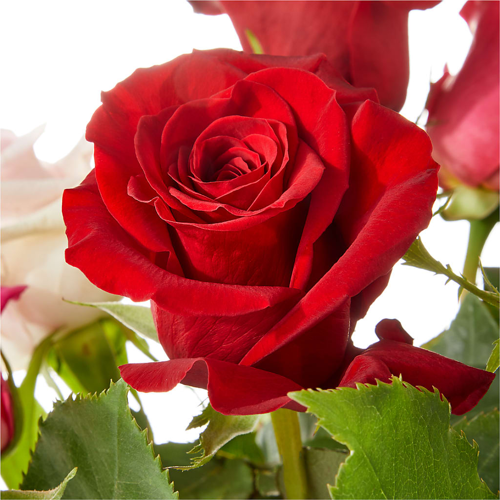 Love Notes Rose Bouquet –  The Rose Boutique, San Antonio TX